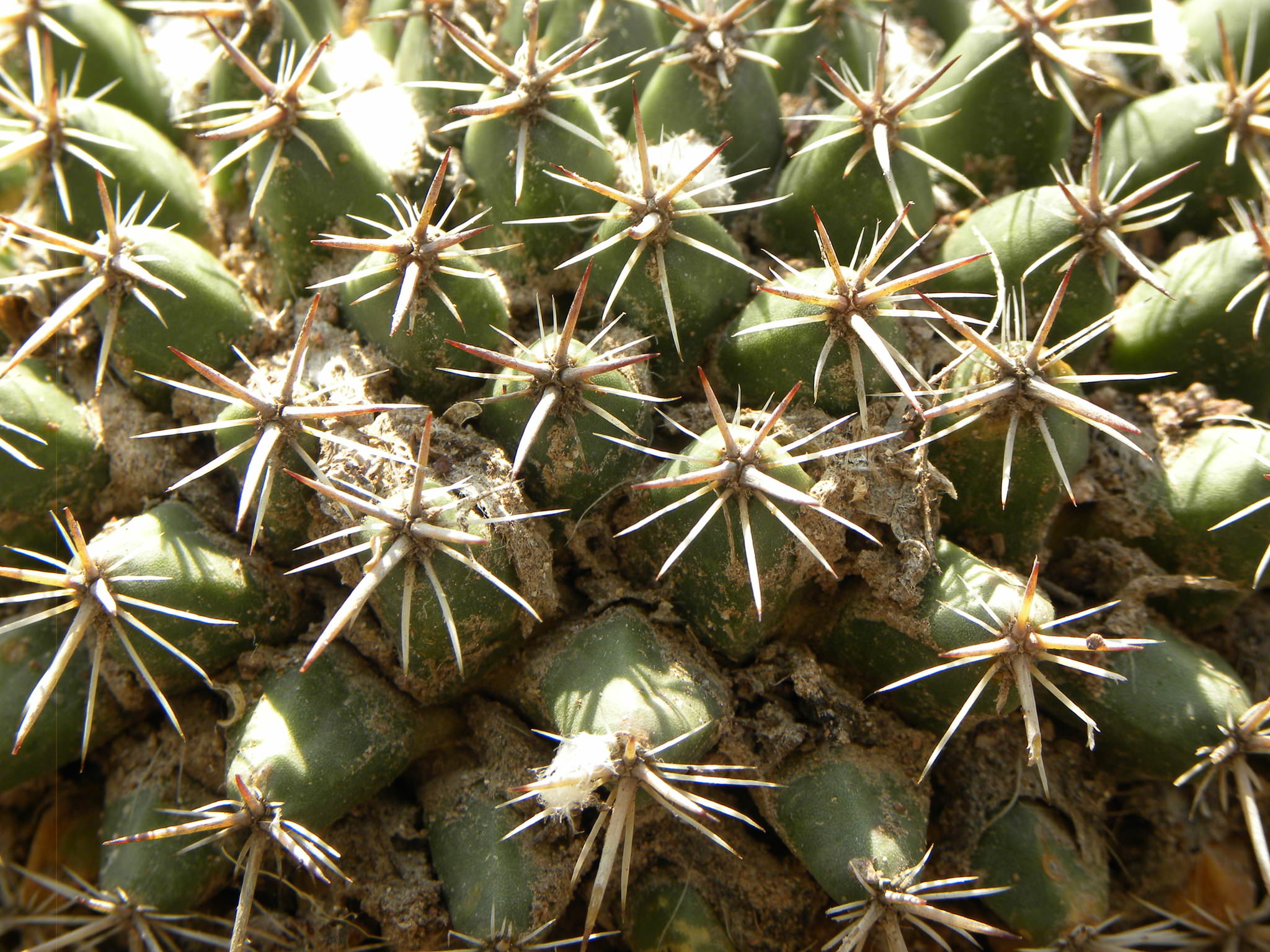 Mammillaria gigantea